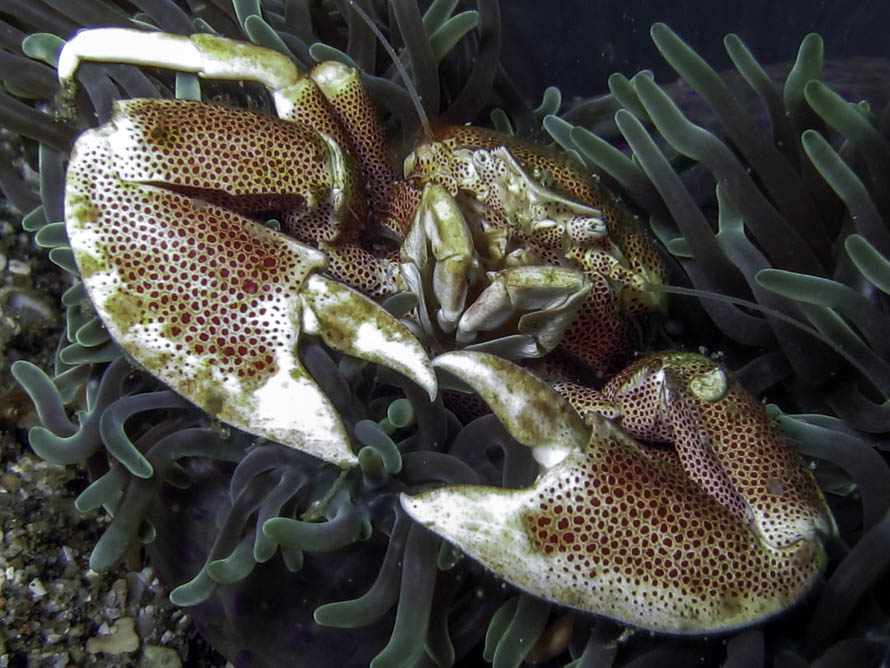 Neopetrolisthes maculatus 